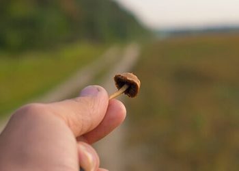 Können Zauberpilze in Mikrodosierung heilen?