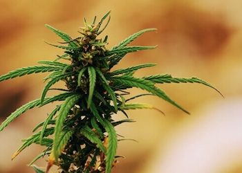 Die HANF-ZEIT Petition für die Legalisierung von Nutzhanf