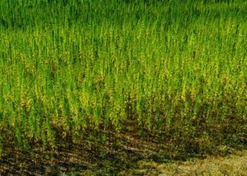 Nutzhanf ab sofort in den USA legal