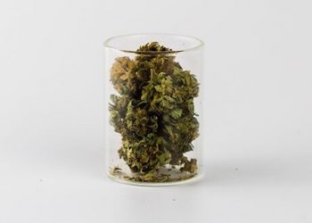 Das stärkste Gras ist nicht zwingend das beste für Dich