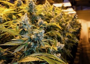 Der Medizinalhanf-Anbau in Deutschland verzögert sich weiter