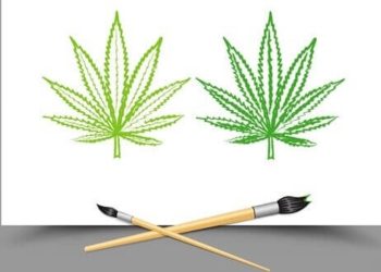 Studiengänge für die Cannabisbranche