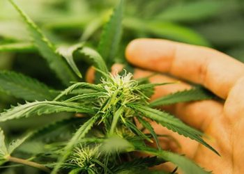 Ist die Abhängigkeit von Cannabis ein Mythos?