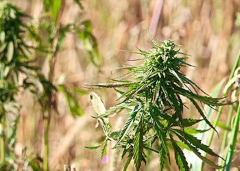 So brandsicher ist Hanf als Dämmstoff