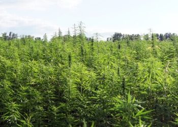 Wie Hanf Italiens Wirtschaft retten kann