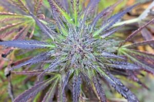 Neden Bazı Kannabis Bitkileri Mor Renge Dönüyor?