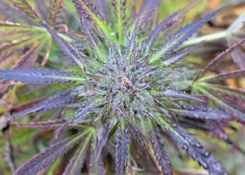 Warum werden manche Cannabispflanzen eigentlich lila?