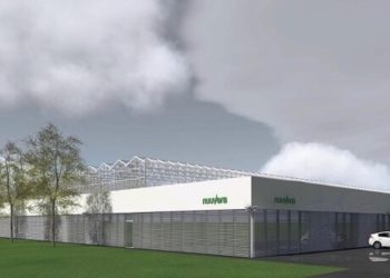 Ein XXL-Cannabis-Gewächshaus in Schleswig-Holstein