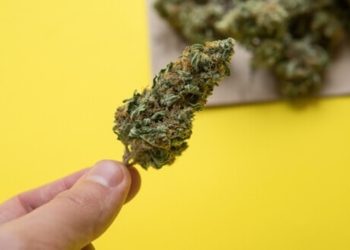 Oregon bereitet den Cannabis-Export in die Legal States vor