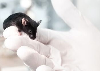 Aktuelle Studie deutet auf entzündungshemmende Wirkung von Terpenoiden hin