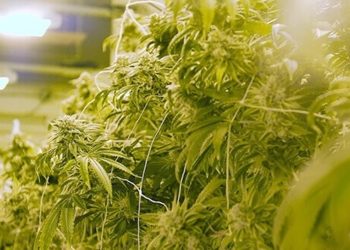 ABcann plant Cannabisanbau in der Lausitz