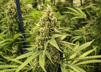 Die Wirkung von Cannabis-Events auf Politik und Industrie