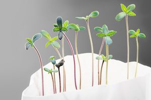 Die EU will den Handel mit CBD-Extrakten unterbinden