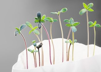 Die EU will den Handel mit CBD-Extrakten unterbinden