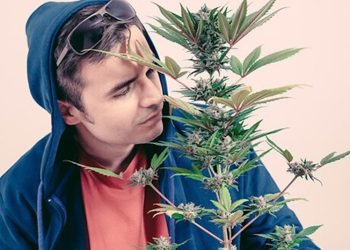 Die Selbstmedikation mit CBD-Hanfblüten erfreut sich großer Beliebtheit