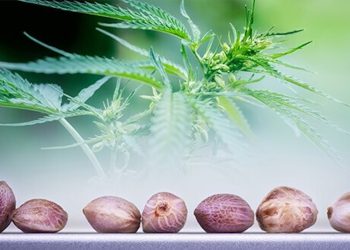 3 gute Gründe, Hanf als Lebens- oder Nahrungsergänzungsmittel zu nutzen