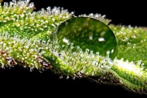 Neuere LED-Technologien erhöhen die Produktion von Trichomen bei Cannabis