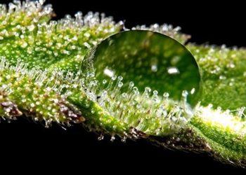 Neuere LED-Technologien erhöhen die Produktion von Trichomen bei Cannabis