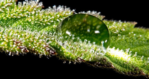 Neuere Led Technologien Erhohen Die Produktion Von Trichomen Bei