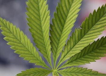 Das „420 bill“ zur bundesweiten Legalisierung von Cannabis in den USA