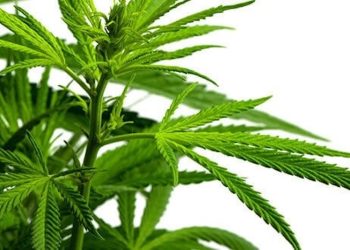 WHO empfiehlt Neueinstufung von Cannabis