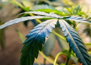 Entscheidung über WHO Cannabis-Empfehlung erst 2020