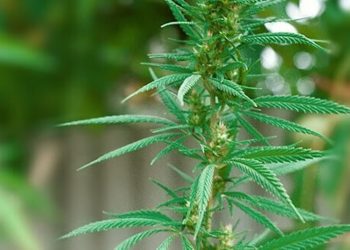 FDA will CBD auch in South Carolina verbieten