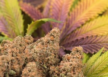 Flavonoide – Sekundäre Pflanzenstoffe mit Zukunft