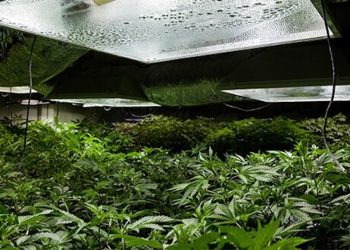 BfArM vergibt Lizenzen für deutschen Cannabis-Anbau