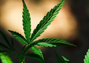 Störender Grasgeruch – Ein Problem der Legalisierung?