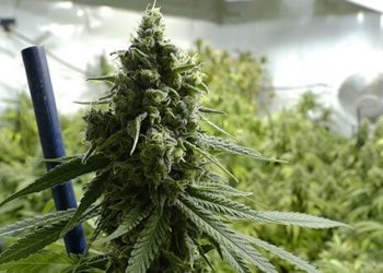 Beginnt in Holland bald das Modellprojekt mit legalem Cannabis?