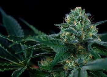 Der Stillstand in Spaniens Cannabispolitik