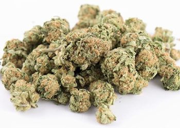 Kot im Kraut – Cannabis vom Schwarzmarkt ist mit Fäkalien beschmutzt