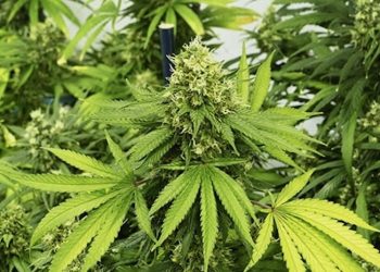 Legalisierung von Cannabis in Guam wurde der Gouverneurin zur Unterschrift vorgelegt