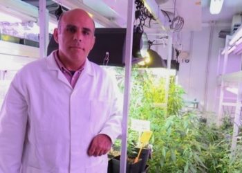 Die erste nicht psychoaktive Cannabissorte mit hohem medizinischem Potenzial