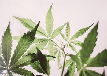 Cannabis und Autoimmunkrankheiten
