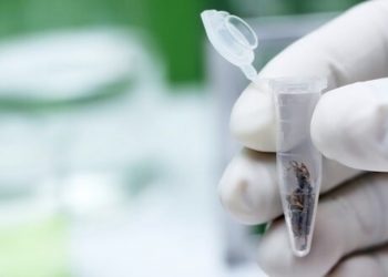 Was weiß man über Cannabinodiol?