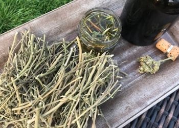 Cannabinoid-Tinktur aus Cannabisstängeln und Schnittresten