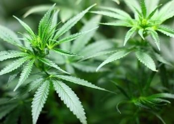 Cannabis, Cannabinoide, Terpene – Hype oder Medizin?