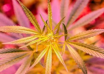 Wann ist die Verschreibung von CBD-reichen Cannabissorten sinnvoll?