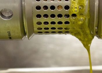 Hanfsamenöl – Gesundheitsrausch  mit gutem Gewissen