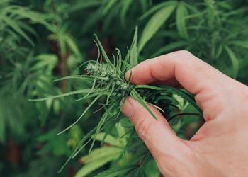 Warum die Cannabis Politik überdacht gehört