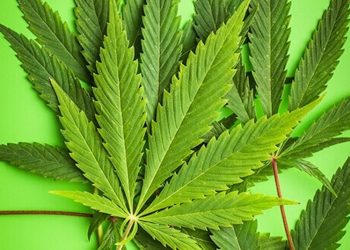 Ein Plädoyer für eine Heilpflanze