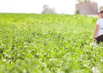 Vom Feld bis zum Verkauf alles in einer Hand: CBD- und Hanfprodukte von Medihemp