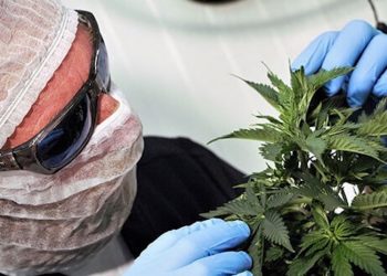 Die erste legale Cannabis-Apotheke in Kolumbien – Chroniken eines Pionierabenteuers