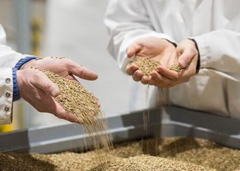 Hanfprotein und CBD als alternativer Regenerationsbooster im Sport