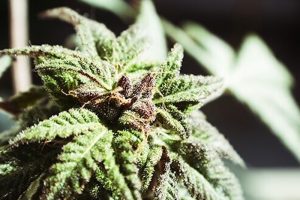 Suchtmittelrecht Reform Österreich