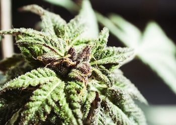 Suchtmittelrecht Reform Österreich