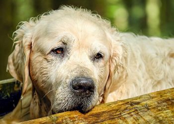 Wie kann CBD für Hunde mit Arthrose eingesetzt werden?