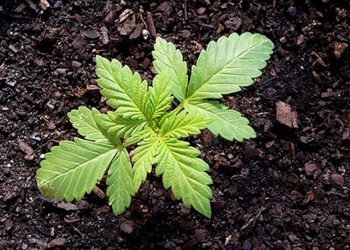 Cannabis Erde & Dünger im Bio-Anbau